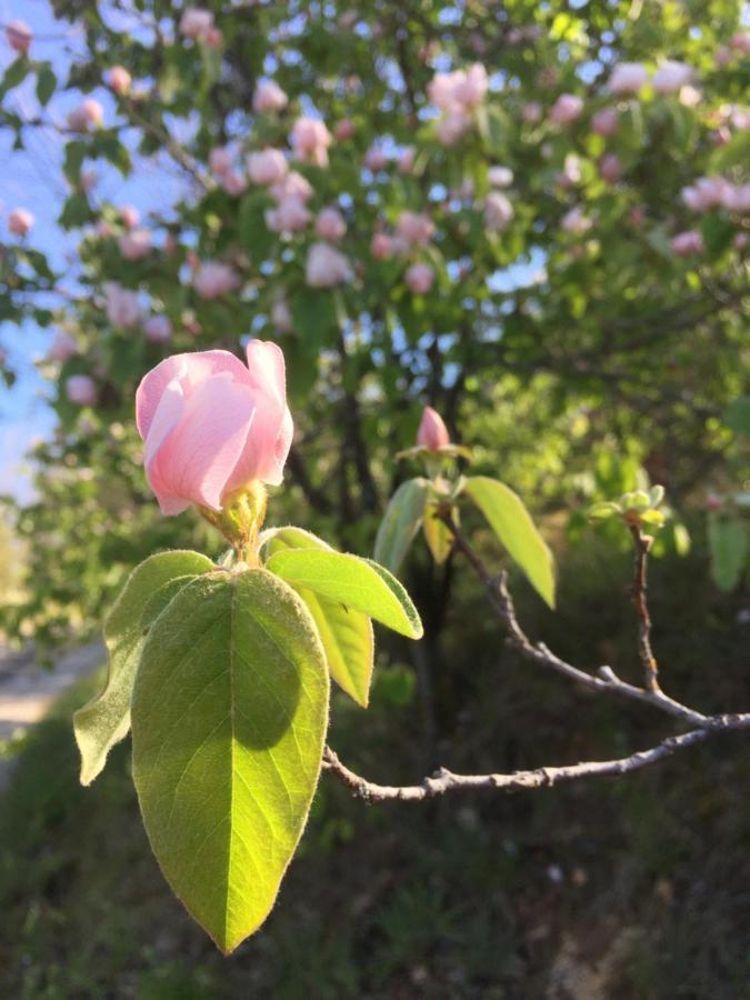 Gite La Cerise Qui Rit La Cresse Buitenkant foto